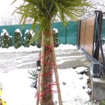 Palma konopná (Trachycarpus fortunei) - výška kmeňa 110-120 cm, celková výška 180-200 cm, kont. C50L (-17°C)